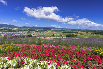 Obraz premium 花人街道の花畑