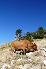 Vache corse dans le maquis