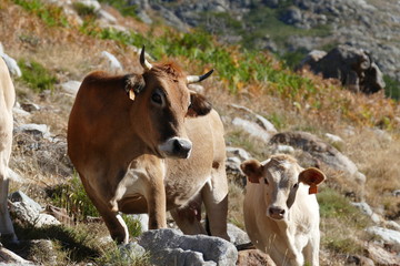 Vache corse dans le maquis avec son veau