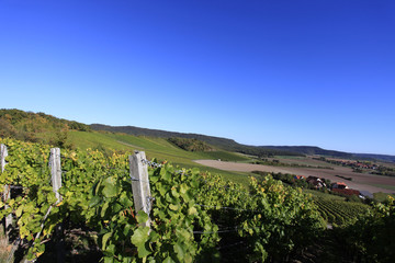 rural vineyard landscape in beautiful autumn light