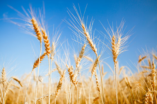 Photo of fresh wheat in field, blue clear sky