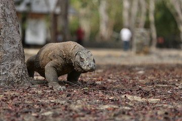 Obraz premium Gigantic komodo dragon in the beautiful nature habitat on a small island in Indonesian sea, Varanus komodoensis, very dangereous wild animals, prehistoric creatures on forgotten place on the earth.