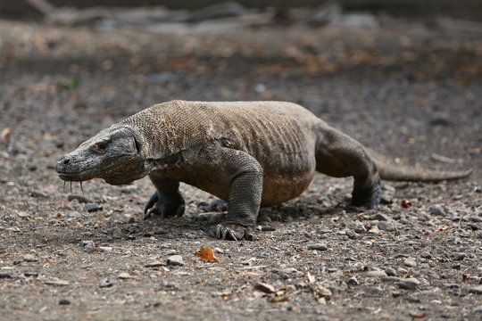 Gigantic komodo dragon in the beautiful nature habitat on a small island in Indonesian sea, Varanus komodoensis, very dangereous wild animals, prehistoric creatures on forgotten place on the earth.