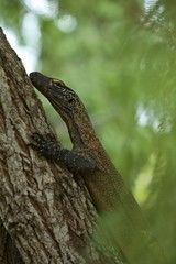 Gigantic komodo dragon in the beautiful nature habitat on a small island in Indonesian sea, Varanus komodoensis, very dangereous wild animals, prehistoric creatures on forgotten place on the earth.
