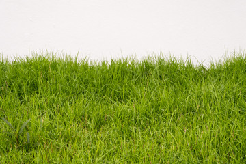 Grass field with white cement wall in background.