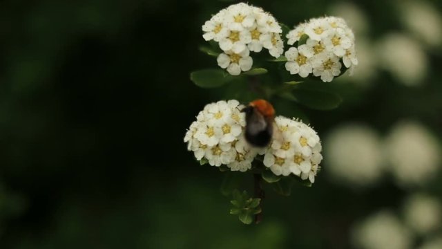 Nature herbs bee bumble bee flower focus