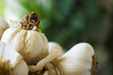 fresh garlic