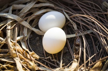 Two eggs in a bird's nest