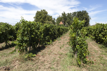 Fototapeta na wymiar France. Vignoble vignoble bordelais, graves. Gironde. Langon