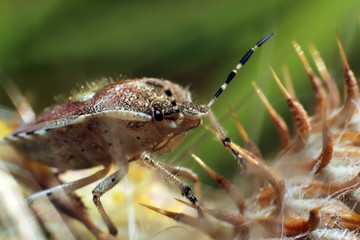 Bug. Eurygaster testudinaria. 