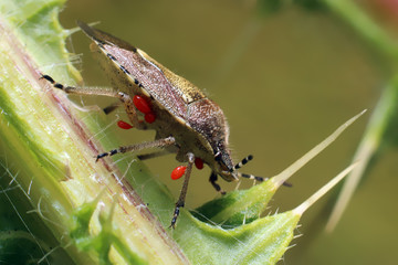 Bug. Eurygaster testudinaria. 