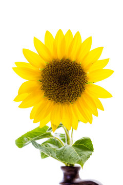 vacker stor gul solros isolerat mot vitt