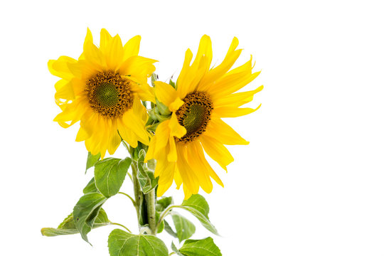 tv&aring; praktfulla solrosor isolerade mot vitt med utrymme f&ouml;r egen text