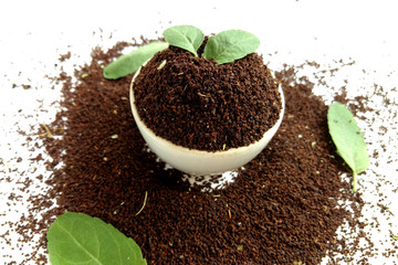 Tea Raw Leaves With Basal Leaf