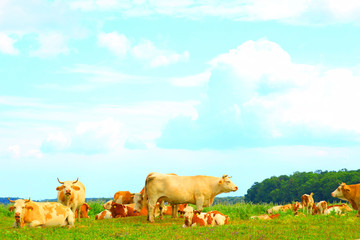 Cows herd on farm 