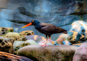 Black Oystercatcher