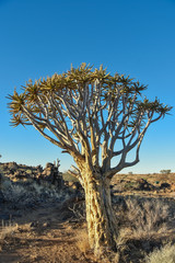 Quiver Tree - Aloidendron dichotomum