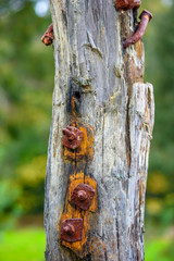 Old rusted iron parts attatched to weathered wooden posts against a background of green