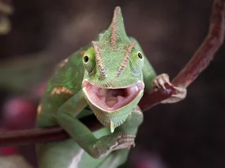 Foto op Plexiglas Kameleon Groene kameleon jacht. Portret van een exotisch dier. macro