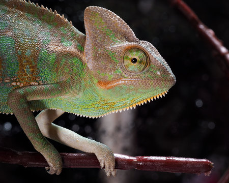 Green chameleon. Portrait of an exotic animal. Macro