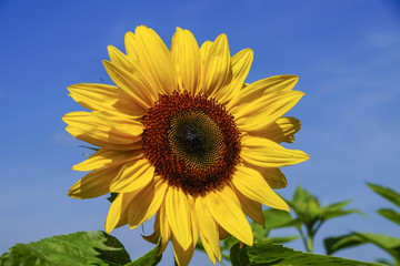 Sunflower, Helianthus annuus