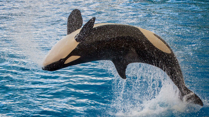 The killer whale (Orcinus orca)