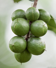 macadamia nut tree
