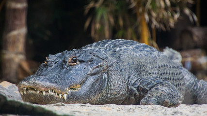 Crocodile