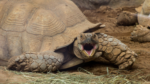 Angry turttle