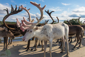 Albino reindeer © Ilkka