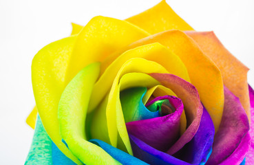Obraz na płótnie Canvas Bunte Rose in Regenbogenfarben