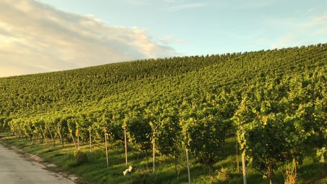 Weinberge 