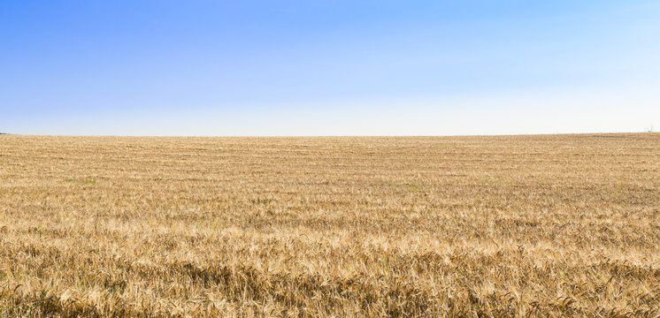 banner med gyllene sädesfält och blå himmel horisont