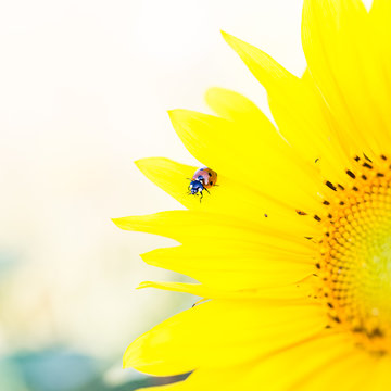 n&auml;rbild av gul solros med nyckelpiga p&aring;