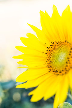 n&auml;rbild av gul solros