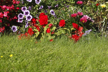 Blumenbeet an einer Rasenfläche