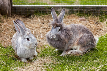 Pair of rabbits on the grass in their cage