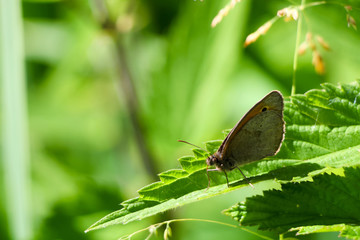 Moth Sitting on Leaf