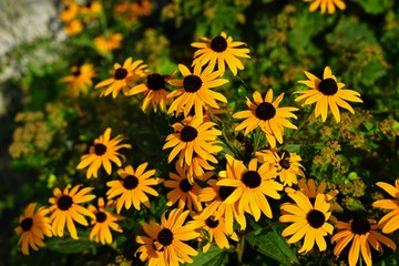Yellow rudbeckia fulgida Black-eyed Susan flowers 