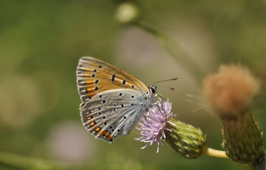 Nagy tűzlepke (large copper (Lycaena dispar)

