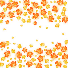 Autumn background illustration. Vector design of maple leaf fall on white