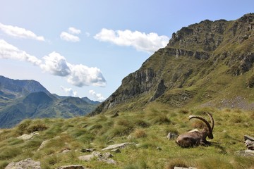 Old steinbock resting on the grass, Alps Orobie, Lombardy, Italy