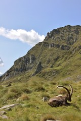 Old steinbock resting on the grass, Pizzo Coca, Alps Orobie, Italy