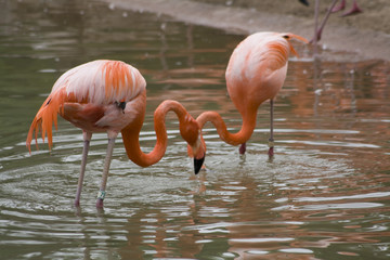 Flamingo (Phoenicopterus roseus)