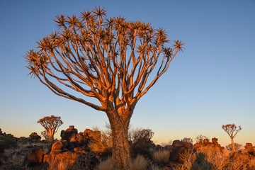 Quiver Tree - Aloidendron dichotomum