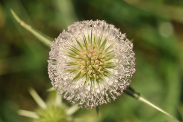 Héjakút mácsonya(cutleaf teasel-Dipsacus laciniatus)