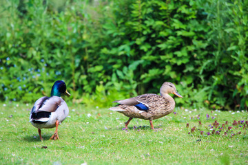 Two Ducks in Park