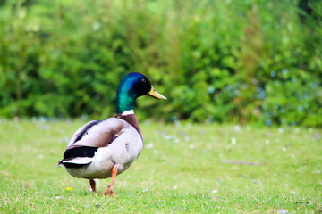 Obraz premium Male Duck in Green Park