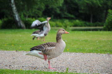 Geese