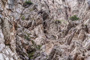 little trees grow among arid rocks